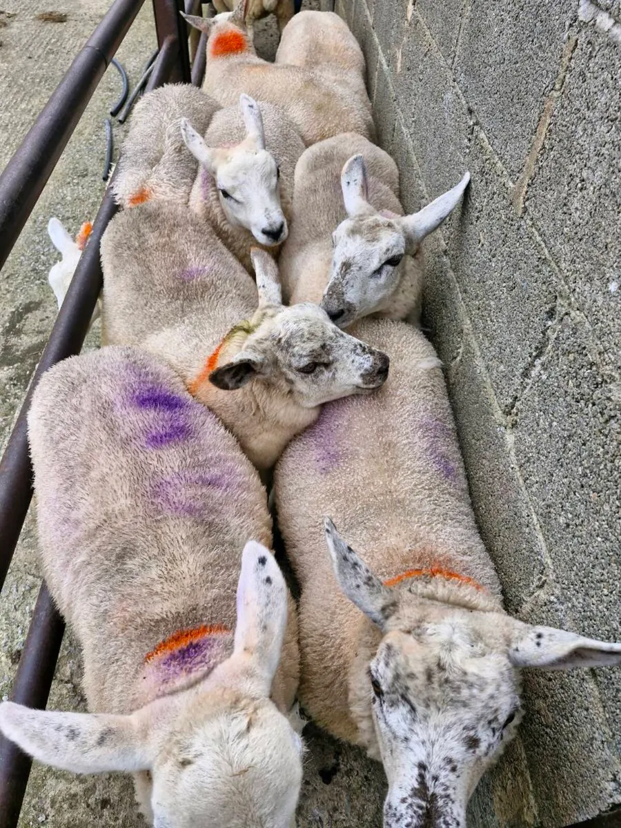 Texel x ewe lambs - Image 3