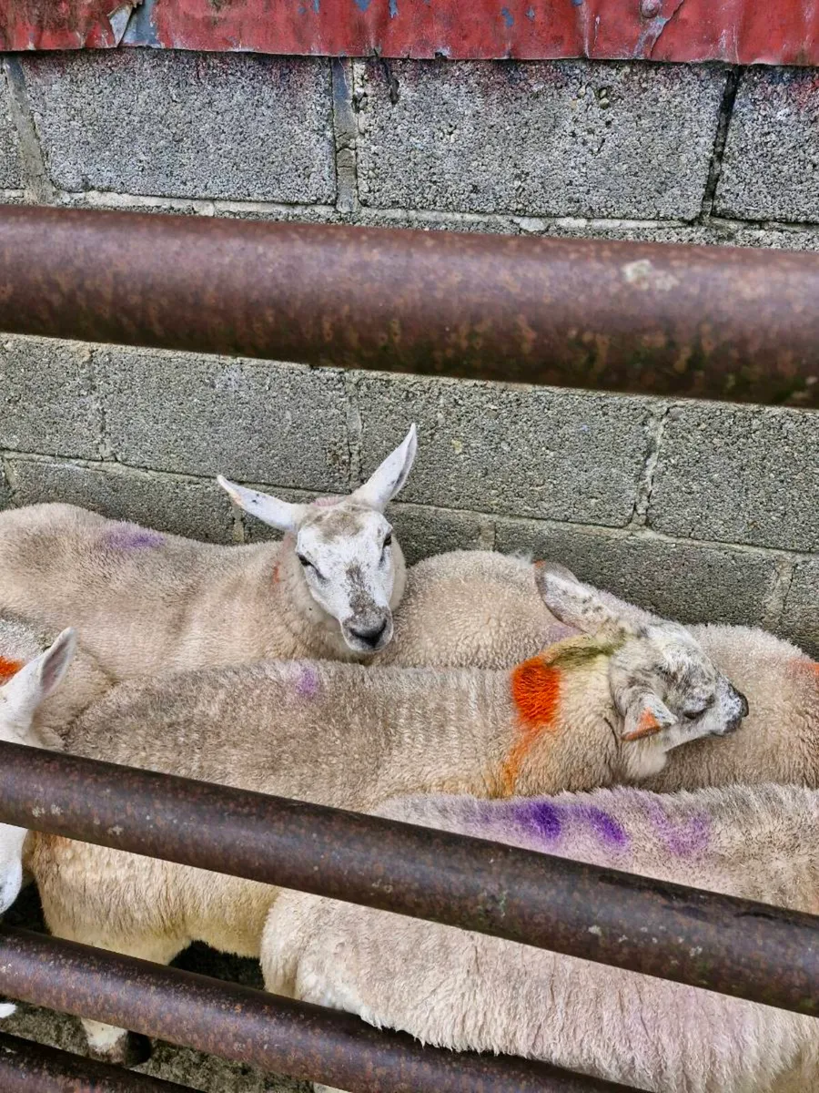 Texel x ewe lambs - Image 1
