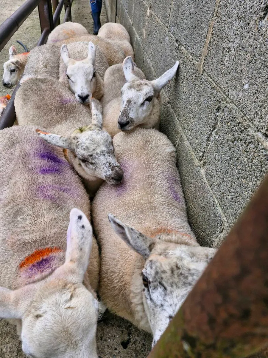 Texel x ewe lambs - Image 4