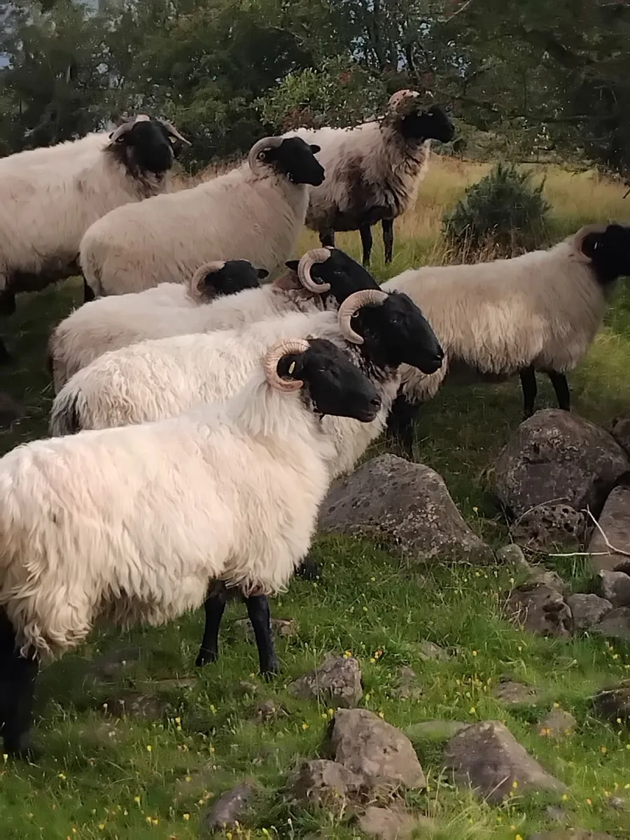 Mayo mountain blackface sheep breeders sale. - Image 2