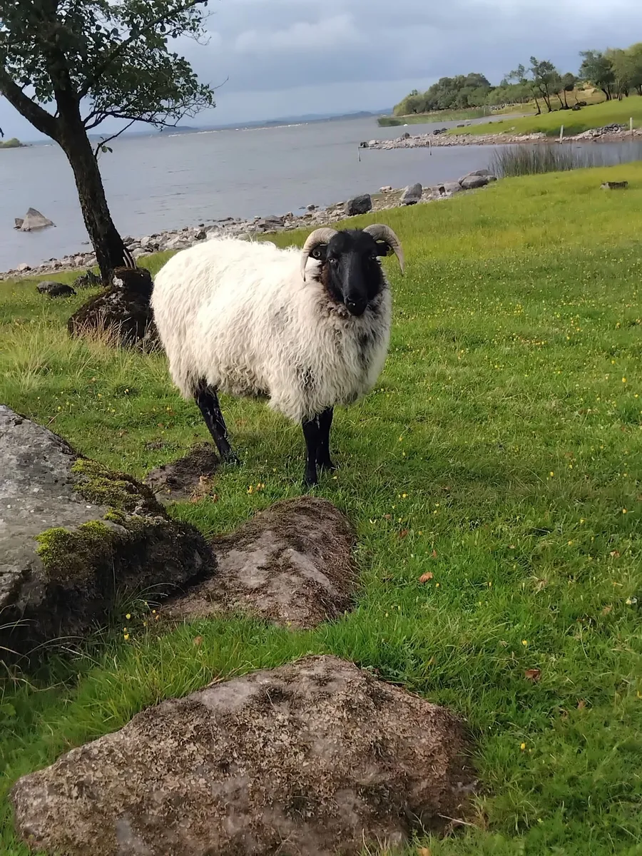 Mayo mountain blackface sheep breeders sale. - Image 3