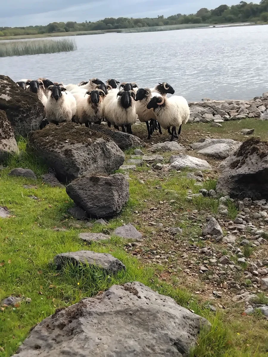 Mayo mountain blackface sheep breeders sale. - Image 4