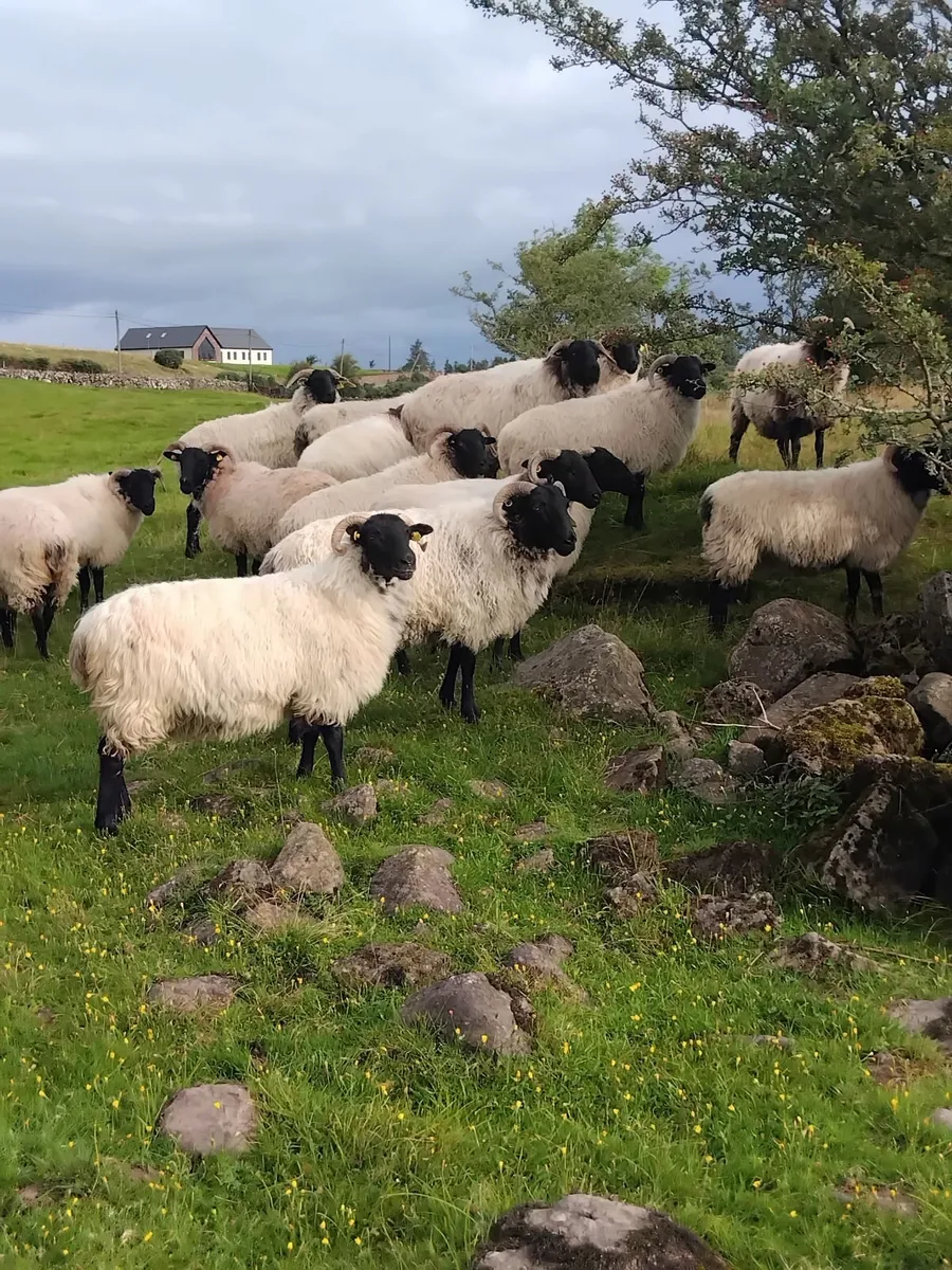 Mayo mountain blackface sheep breeders sale. - Image 1