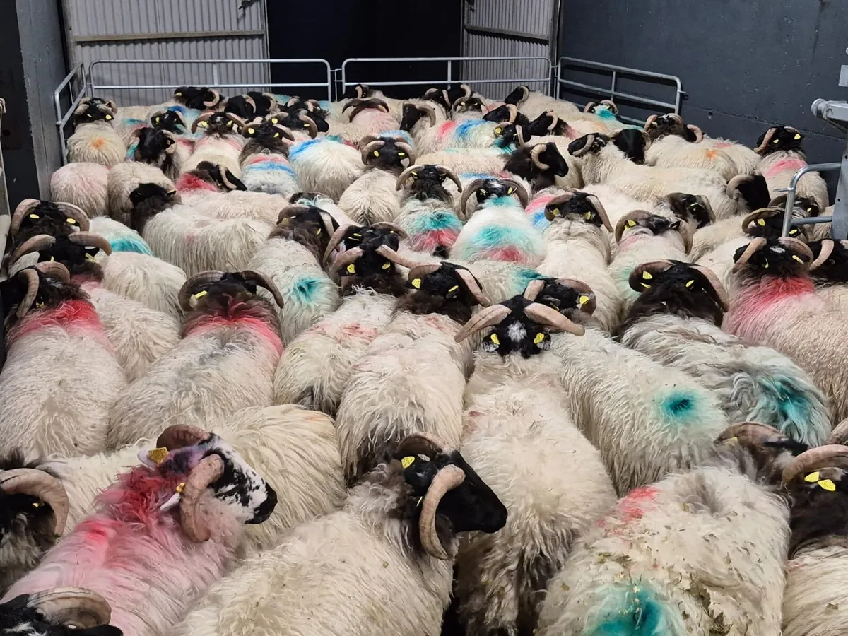 120 Horned Ram Lambs - Image 2