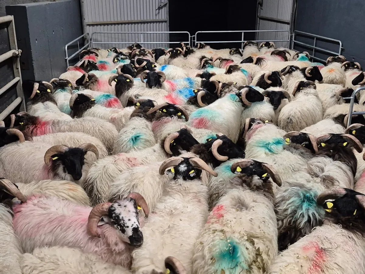 120 Horned Ram Lambs - Image 3