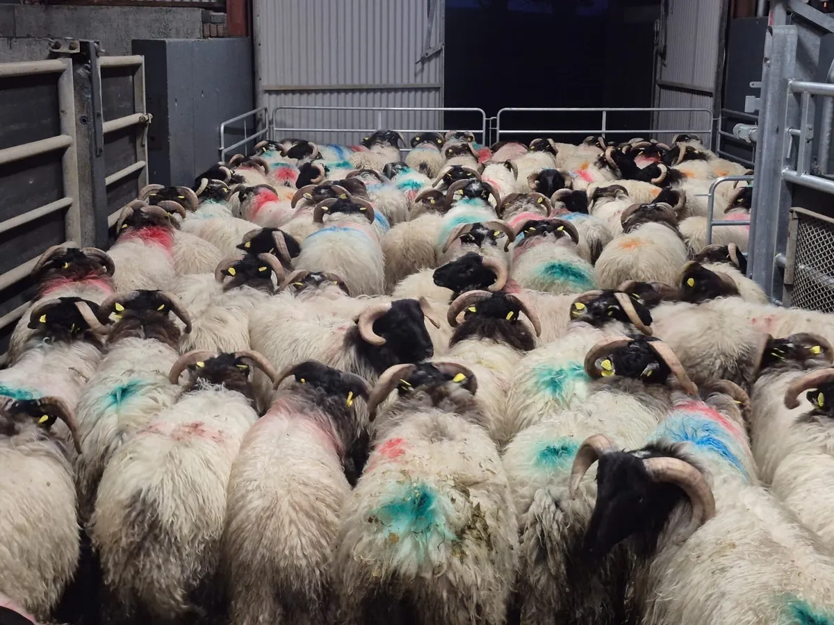 120 Horned Ram Lambs - Image 4
