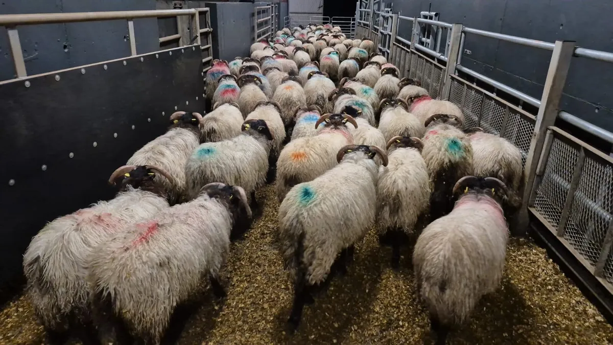 120 Horned Ram Lambs - Image 1