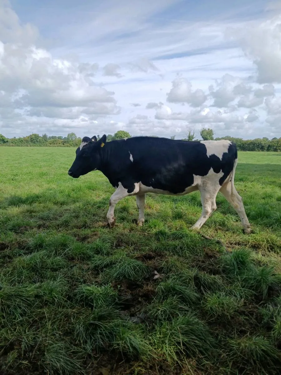 Incalf heifers - Image 1