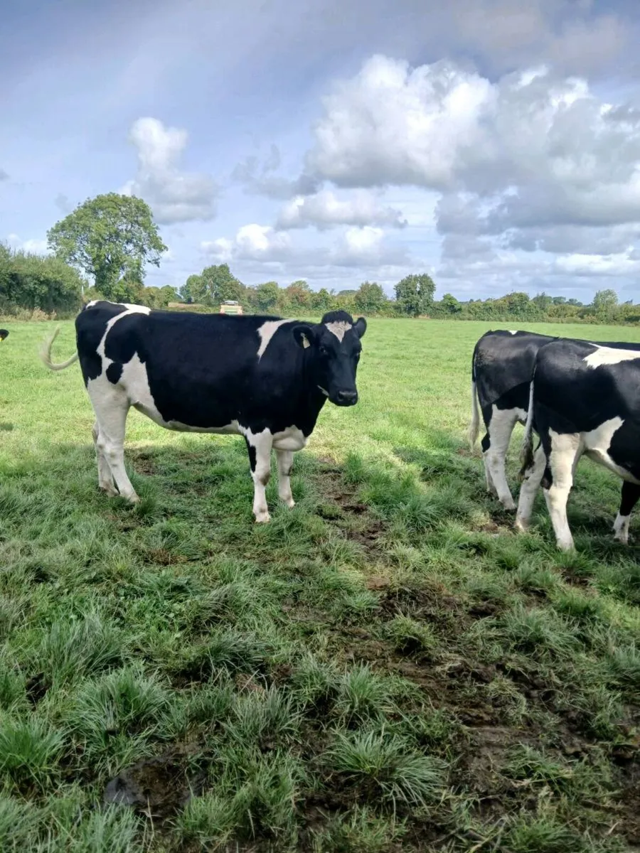 Incalf heifers - Image 4