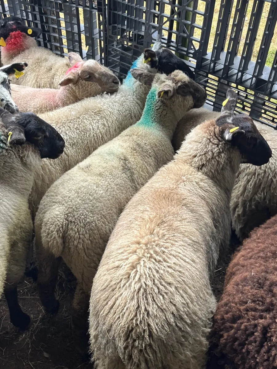 35 super ewe lambs - Image 2