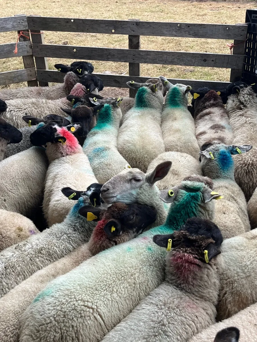 35 super ewe lambs - Image 3