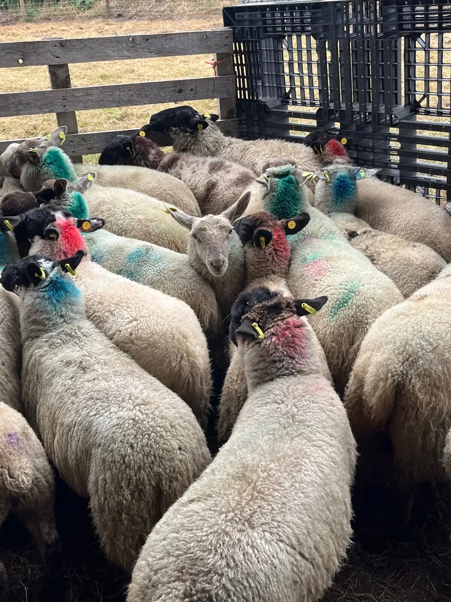 35 super ewe lambs - Image 1