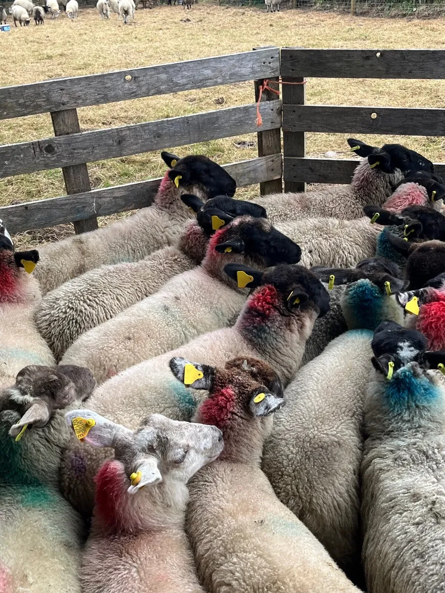 35 super ewe lambs - Image 4