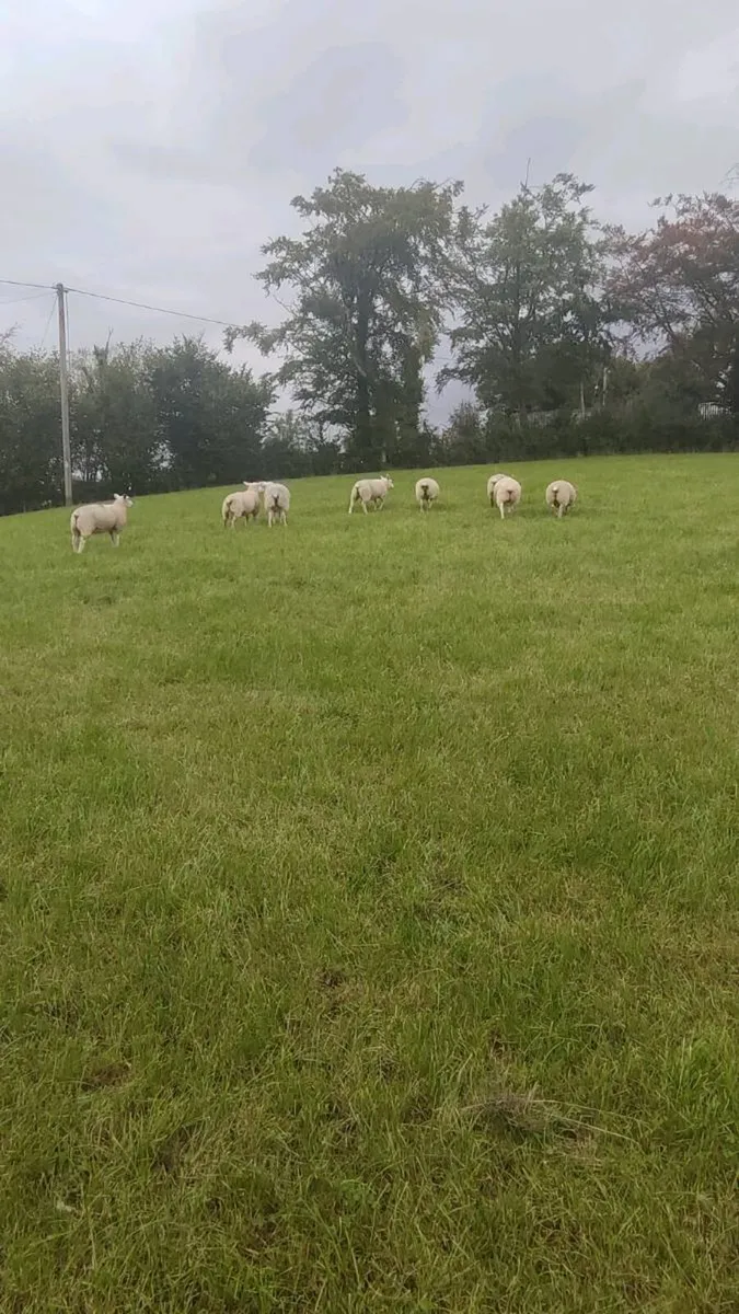 Store Lambs 38kgs - Image 2