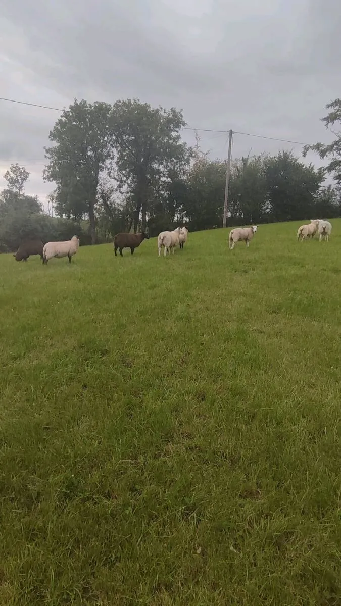 Store Lambs 38kgs - Image 3