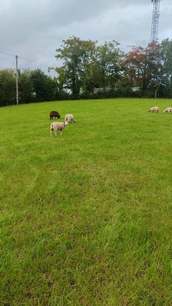 Store Lambs 38kgs - Image 4