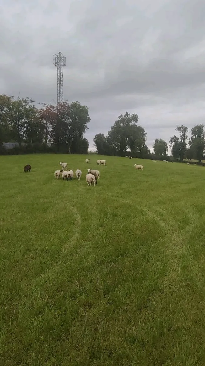 Store Lambs 38kgs - Image 1