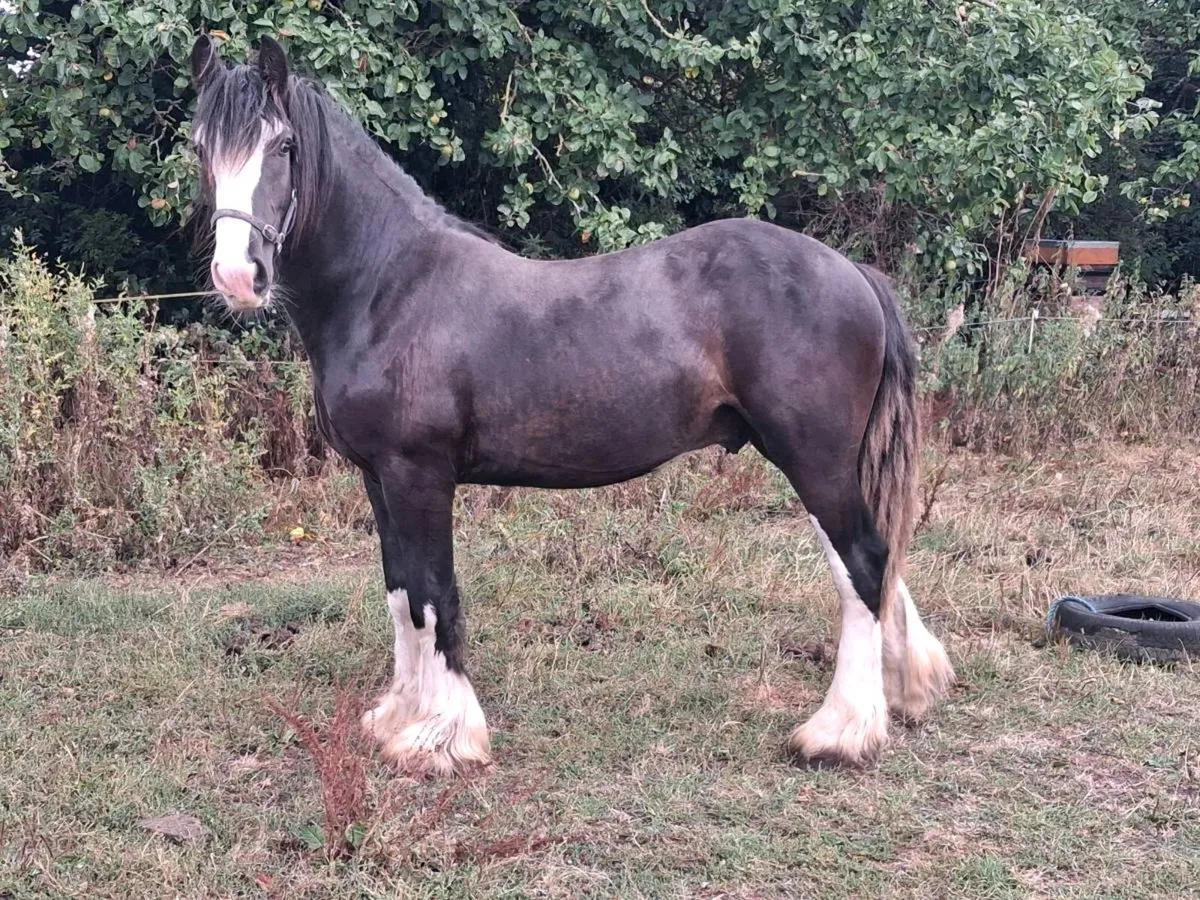 Yearling Cob Colt & Filly - Image 1