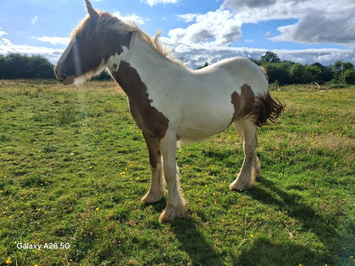 Yearling Cob Colt & Filly - Image 3