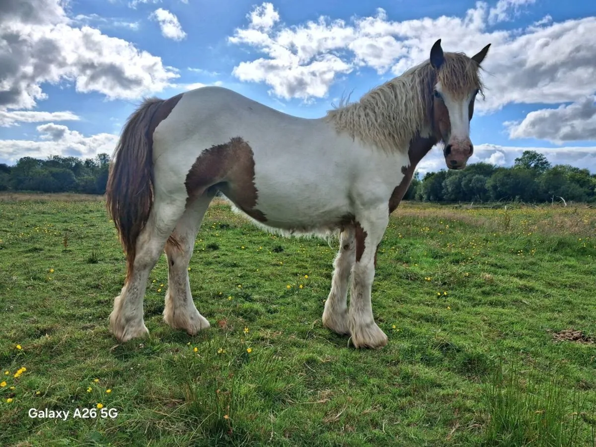 Yearling Cob Colt & Filly - Image 2