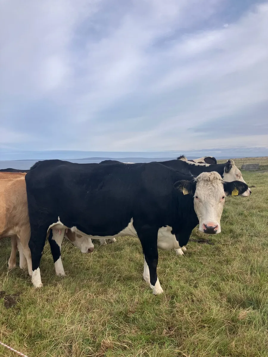 4 first time calvers with calves at foot - Image 2