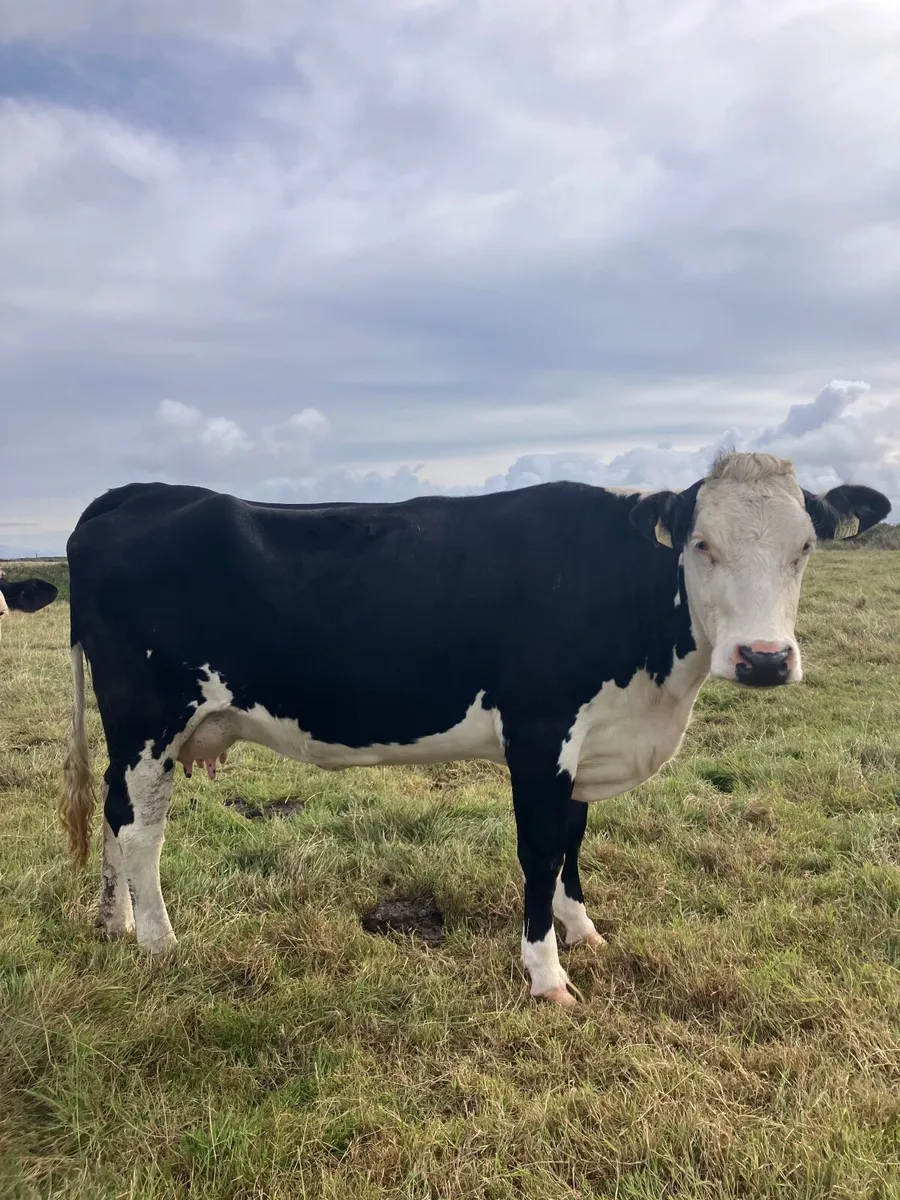 4 first time calvers with calves at foot - Image 3