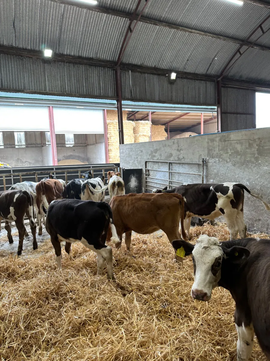 Fkv sim blue and Charolais heifers - Image 2