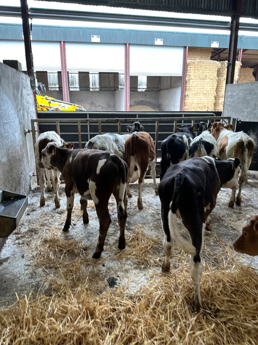 Fkv sim blue and Charolais heifers - Image 4