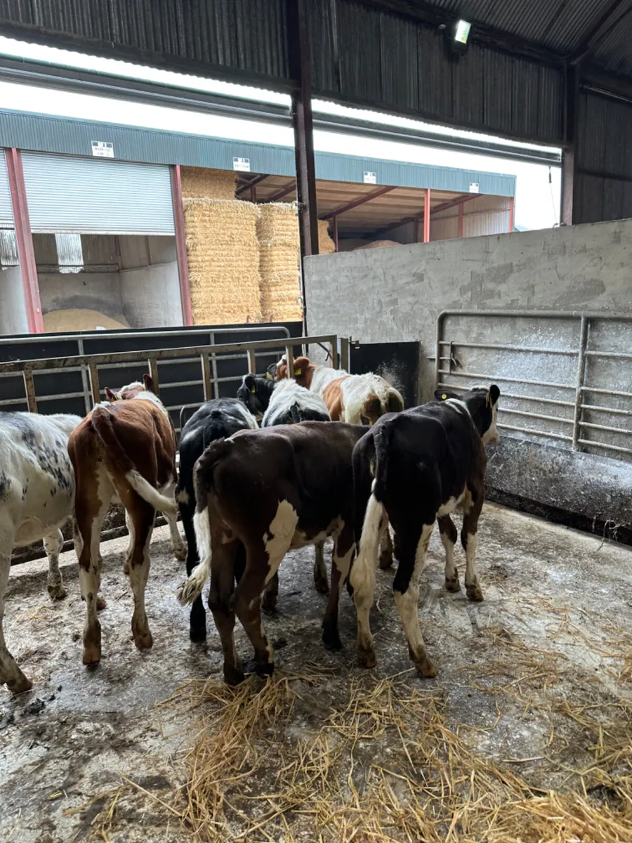 Fkv sim blue and Charolais heifers - Image 3