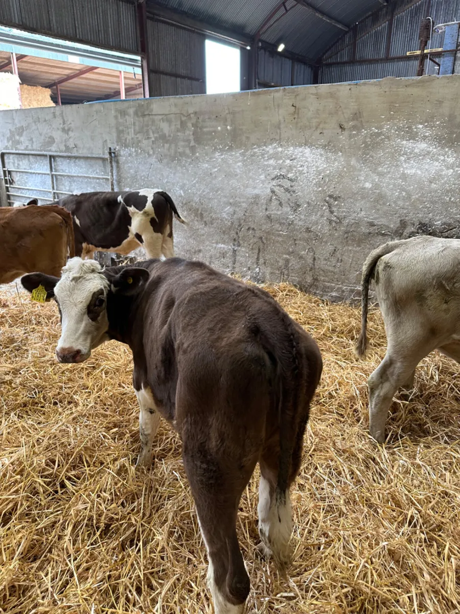 Fkv sim blue and Charolais heifers - Image 1