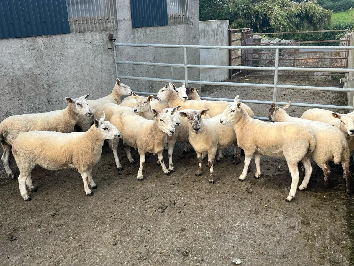 Hoggets - Image 1