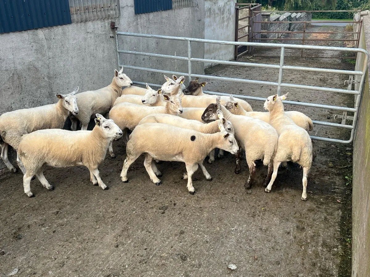 Hoggets - Image 3