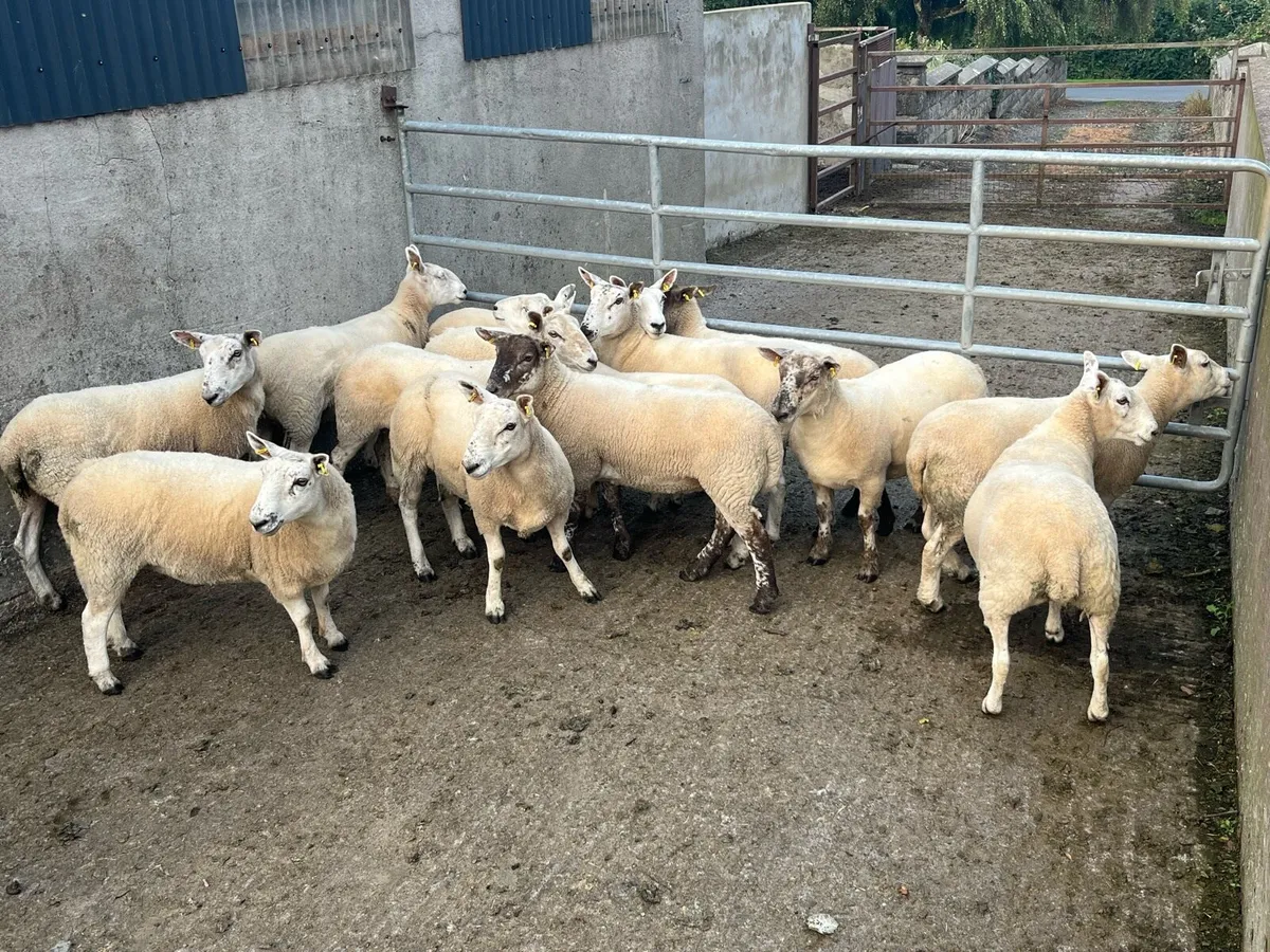 Hoggets - Image 2