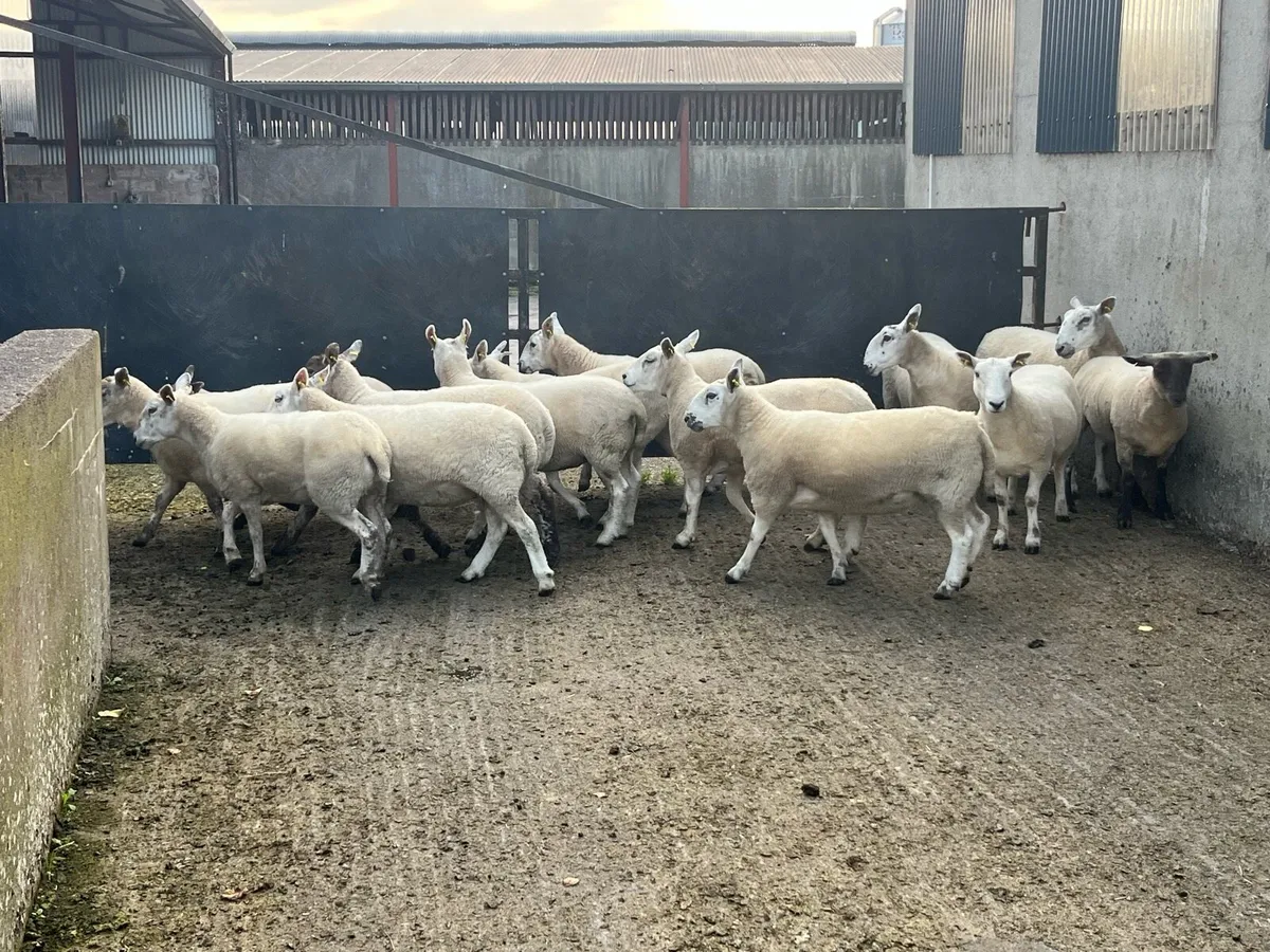 Hoggets - Image 4