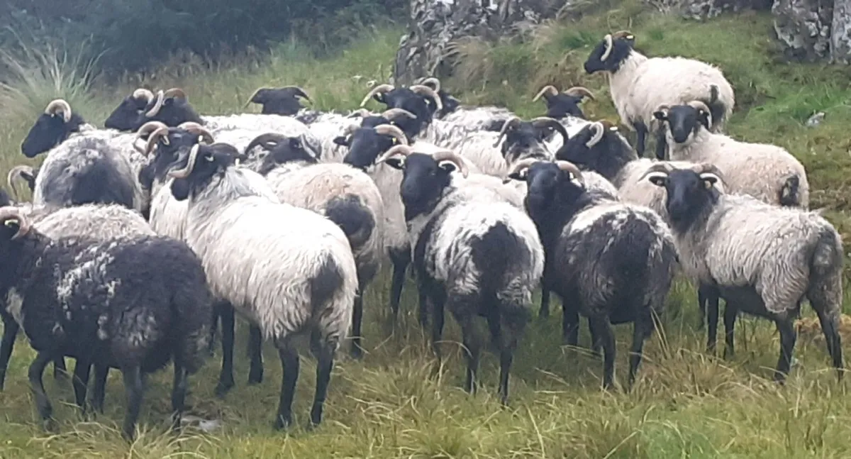 🏆 27 Mayo/Connemara Blackface Mountain Hoggets 🏆 - Image 1