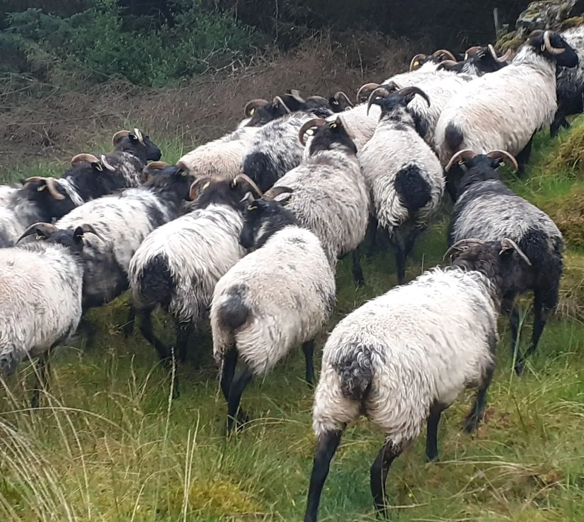 🏆 27 Mayo/Connemara Blackface Mountain Hoggets 🏆 - Image 2