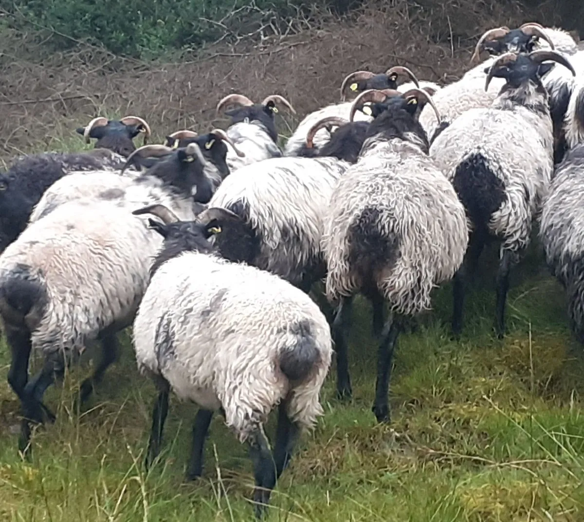 🏆 27 Mayo/Connemara Blackface Mountain Hoggets 🏆 - Image 3