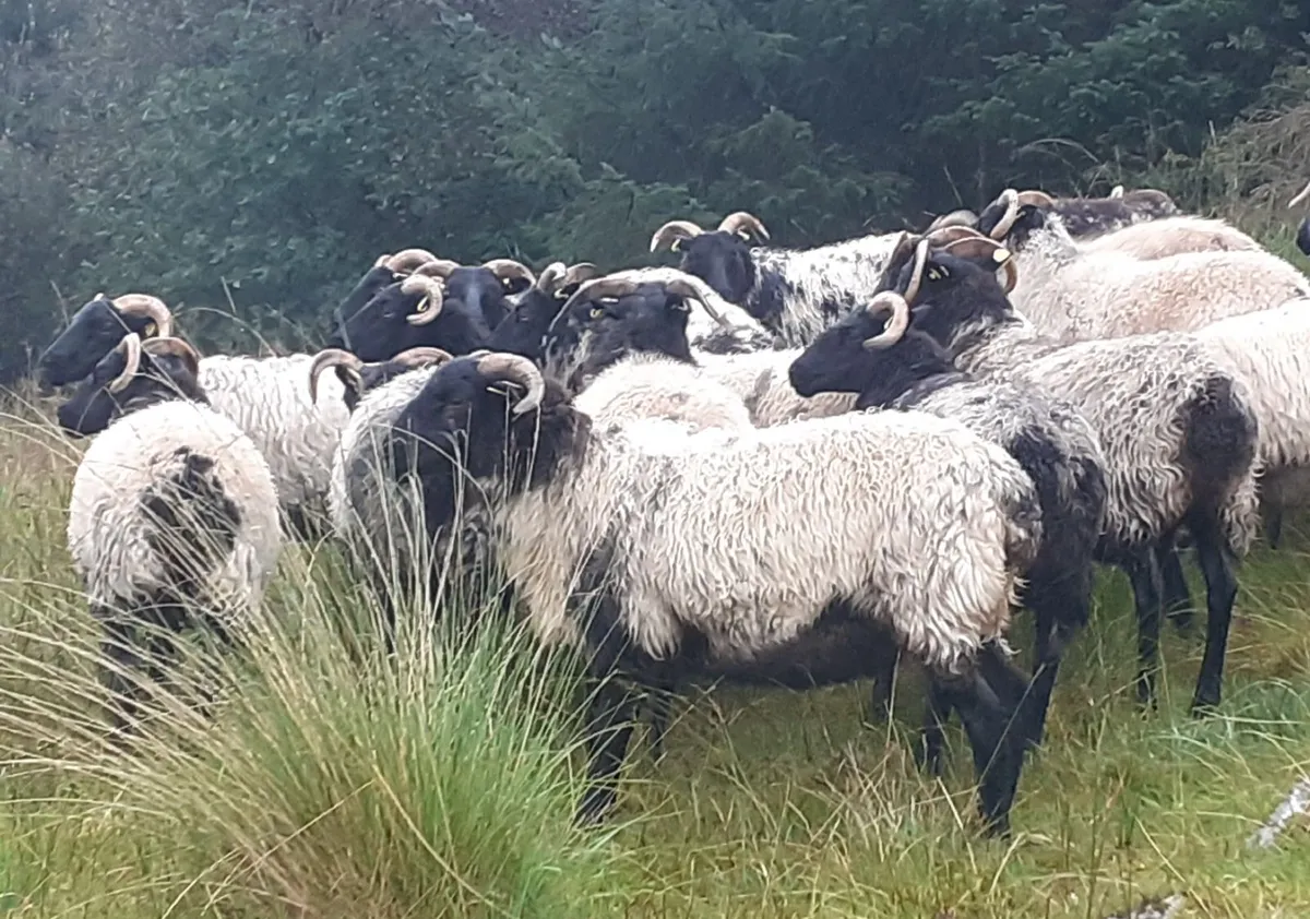 🏆 27 Mayo/Connemara Blackface Mountain Hoggets 🏆 - Image 4