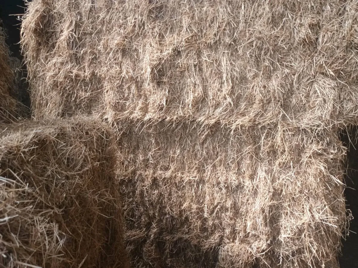 Big square  bales of Hay for sale - Image 1
