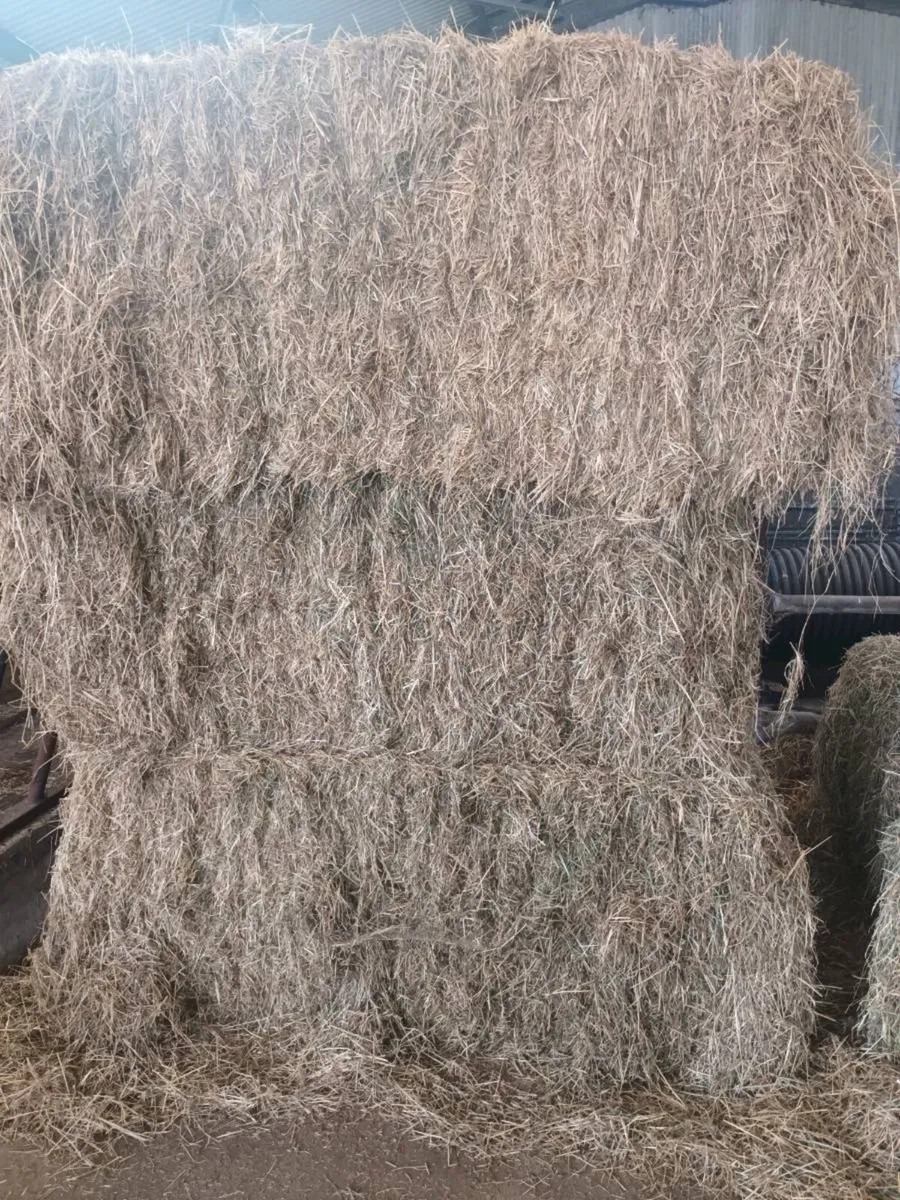 Big square  bales of Hay for sale - Image 3