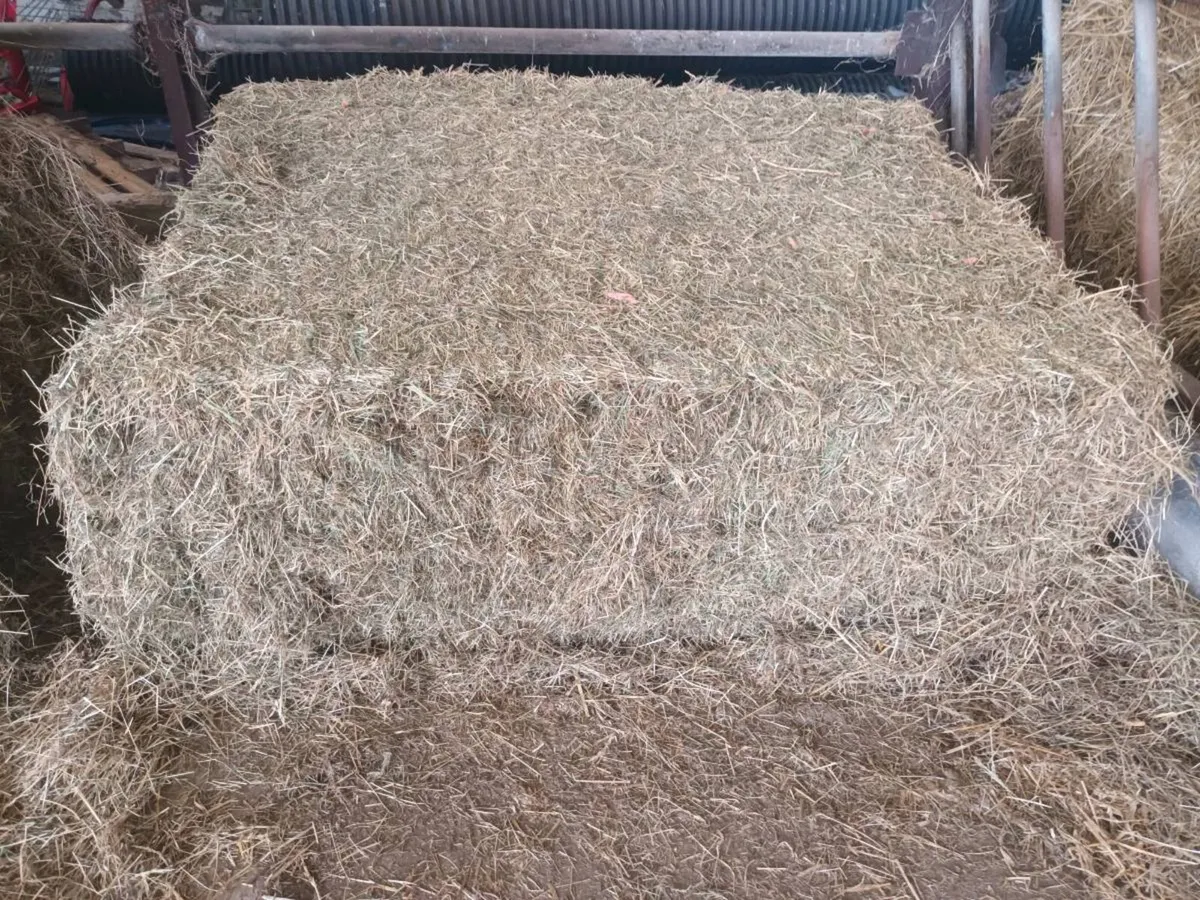 Big square  bales of Hay for sale - Image 4