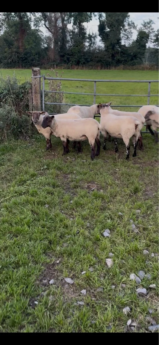 Suffolk cross hoggets - Image 2