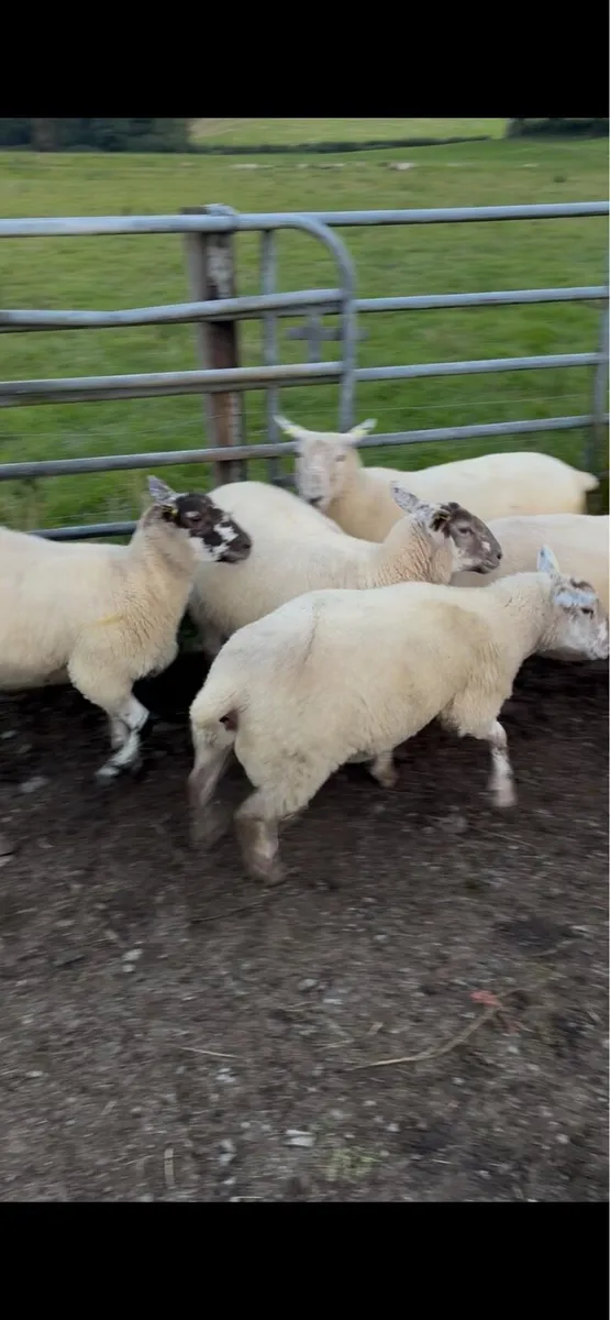 Suffolk cross hoggets - Image 3