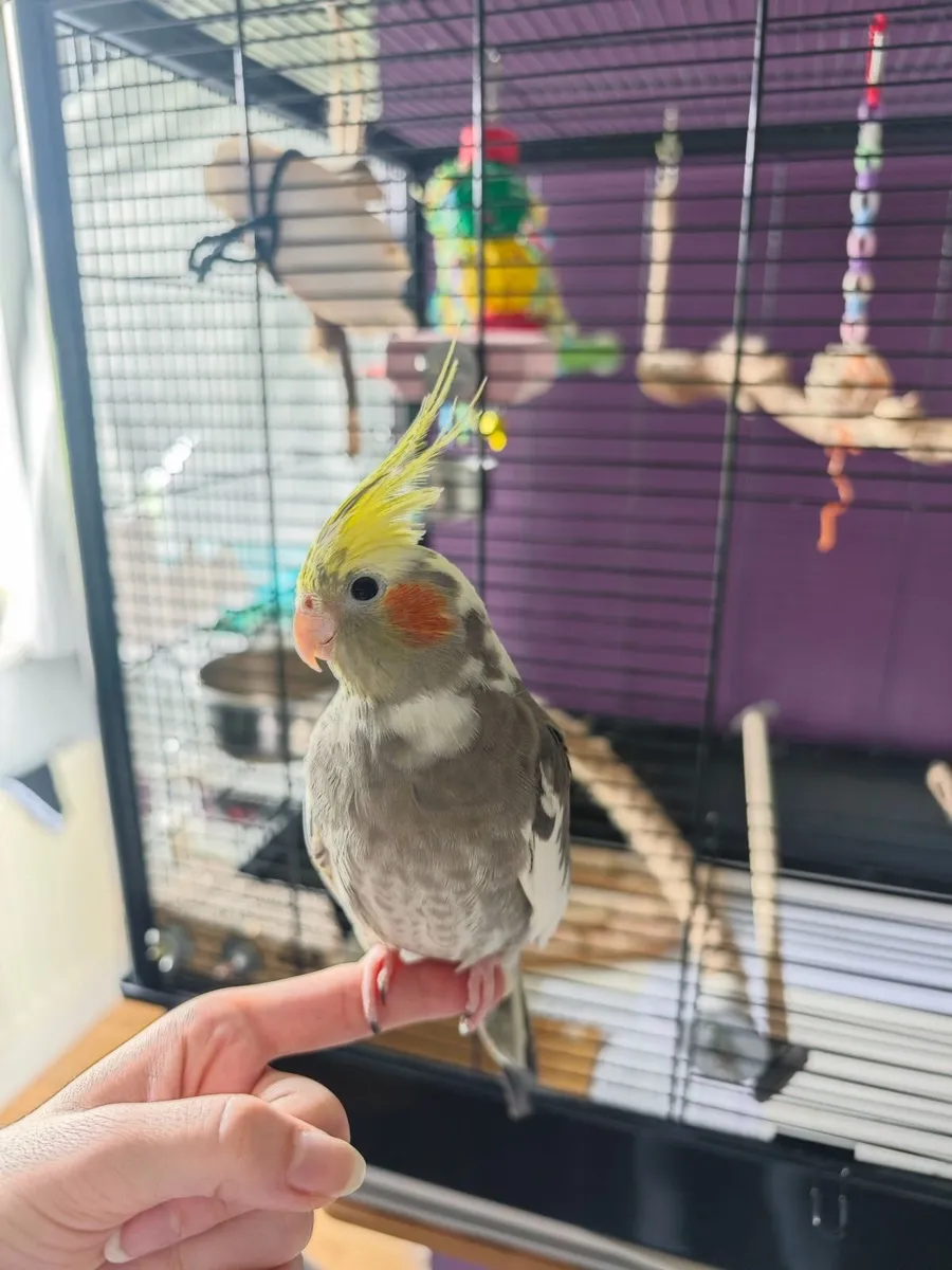 Cockatiel + large cage - Image 1