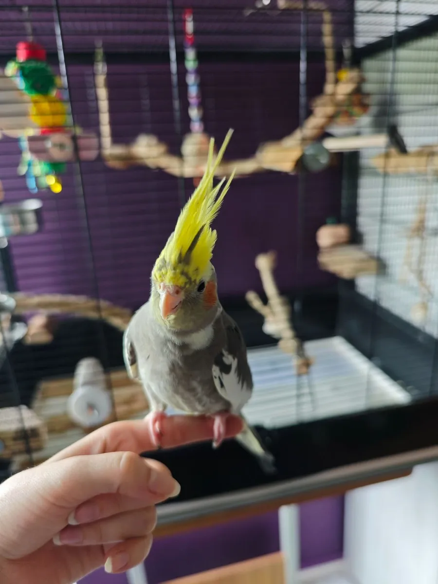 Cockatiel + large cage - Image 3