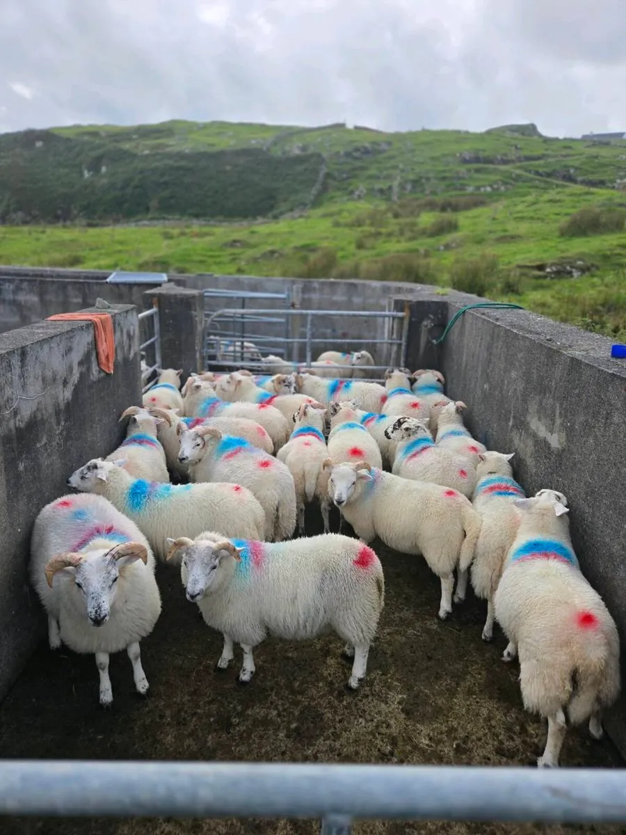 Crossbreed lambs - Image 1