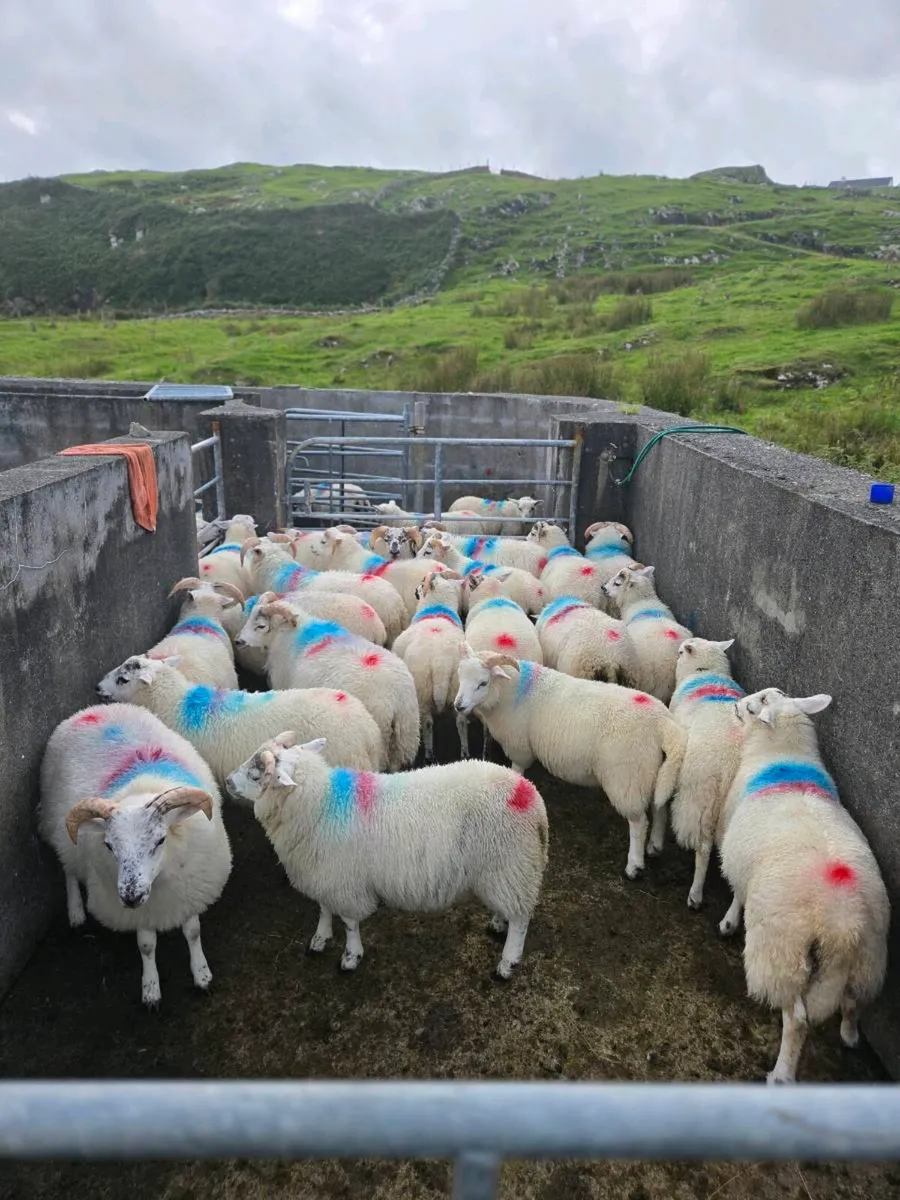Crossbreed lambs - Image 2