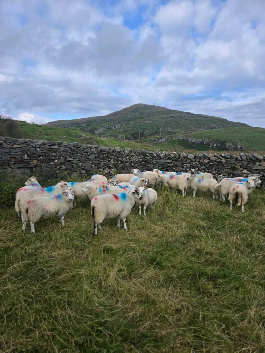 Crossbreed lambs - Image 3