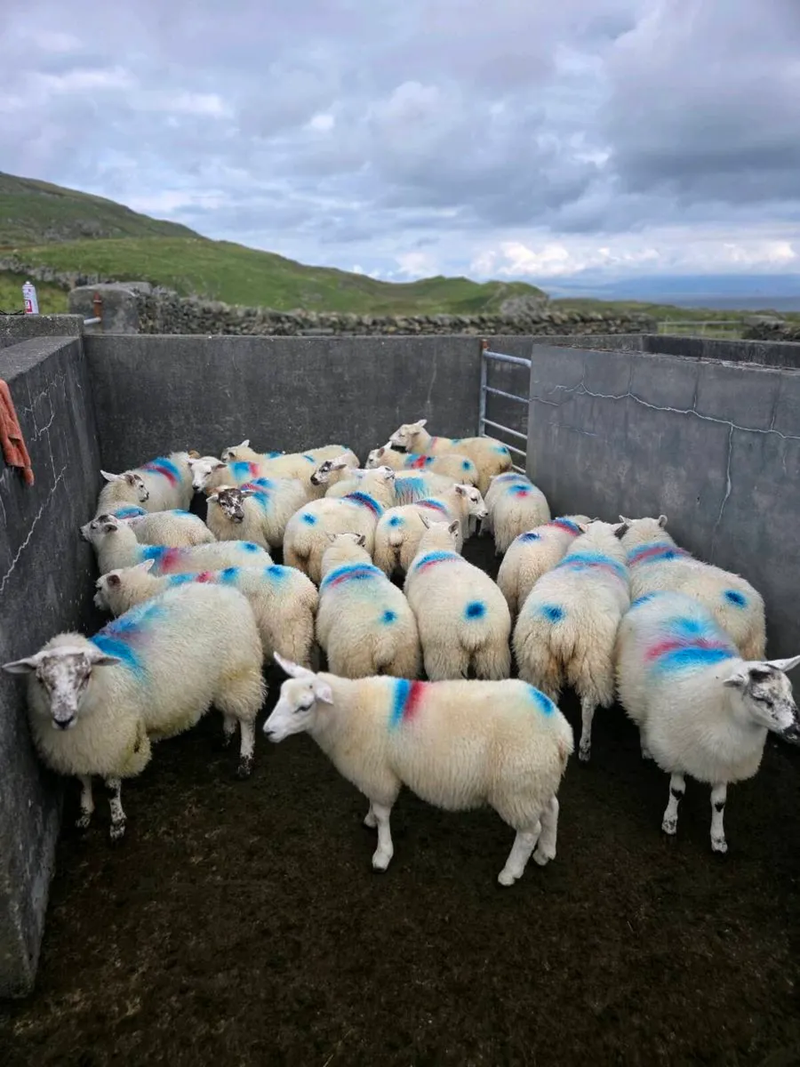 Crossbreed lambs - Image 4