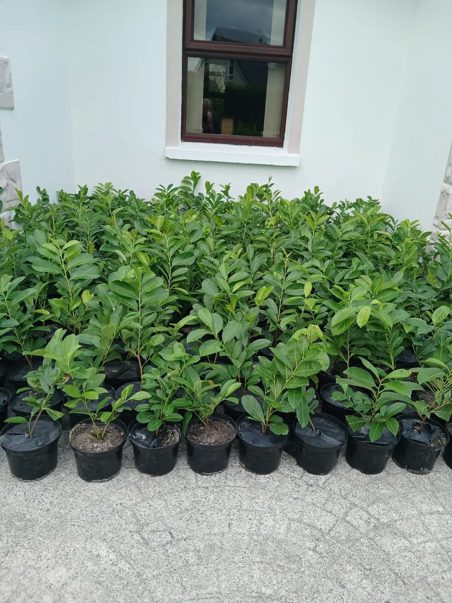 Pots & Laurels - Image 3